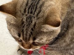 -共舞时光猫咖·狗咖(新街口店)