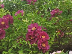 -国家植物园南园