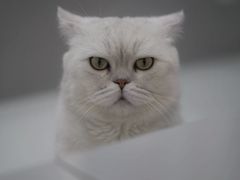 -糯米喵星人·撸猫猫舍咖啡馆(西市场嘉华店)