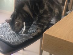 -平行世界·猫咖(首经贸店)
