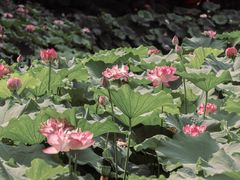 -陈家山荷花公园
