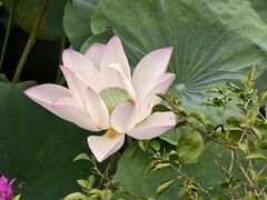 -荔湾湖公园