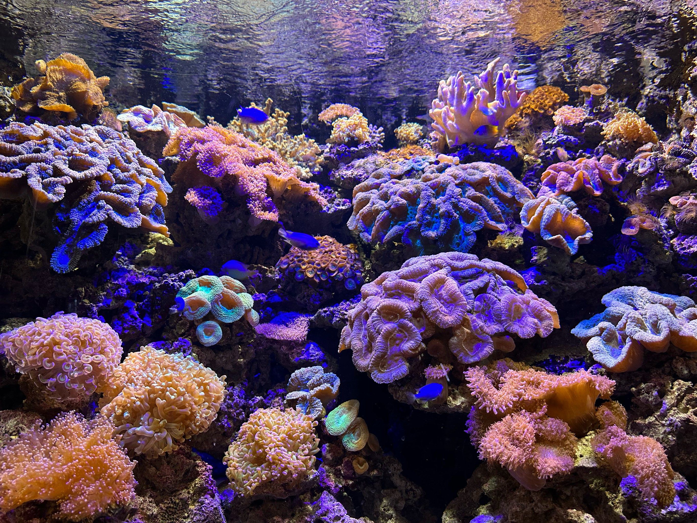 水族馆的秘密角落