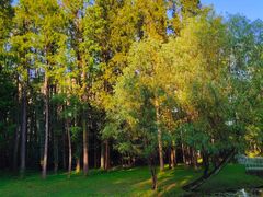 -上海共青森林公园