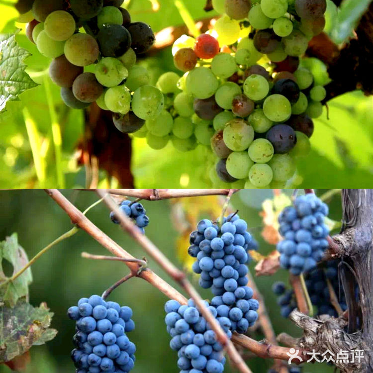 北京周边团建胜地|长城脚下的梦幻酒庄