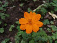 -佛山市第一中学