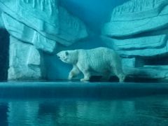 -泉城欧乐堡海洋极地世界