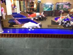 -中环花鸟鱼虫市场