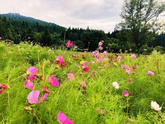 -武陵山森林公园