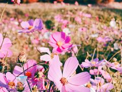 -花开海上生态园