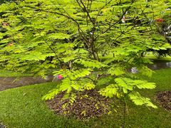-中国科学院西双版纳热带植物园