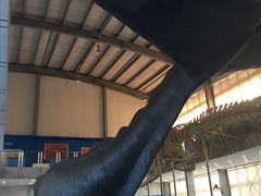 -上海海洋大学鱼文化博物馆(军工路校区)