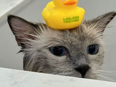 -老吴的猫·猫舍(新区店)