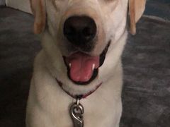 -翊宠yipet猫狗购宠庄园犬舍•猫舍