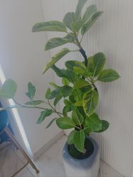 -章光101防脱养发荟