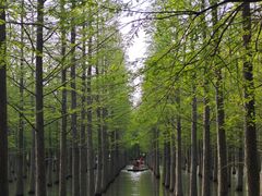 -泗洪洪泽湖湿地景区