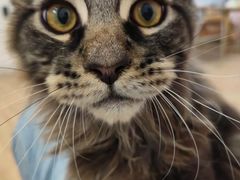 -李小姐の猫咖啡馆(五角场店)