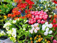 -双季花艺园艺市场(浦东店)