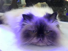 -喵园·猫主题咖啡厅·撸猫·猫咖(国贸店)