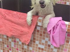 -瑞派福兴宠物医院犬猫全科·骨科·中西医结合(河东店)