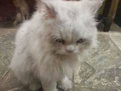 景点-猫咪博物馆(顶澳仔猫街店)