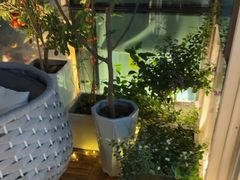 -深圳威尼斯英迪格酒店-邻芙花廊下午茶·NINFA GALLERY·蛋糕·咖啡