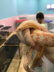 -Moni星球萌宠·小马宝莉·灵蛇·高端高阶全萌宠互动体验俱乐部(红豆国际广场店)