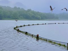 -西湖外事游船(花港观鱼码头)