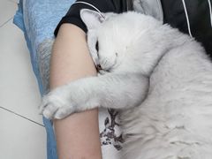 -猫大福·Fortune Cat猫舍(百子湾店)