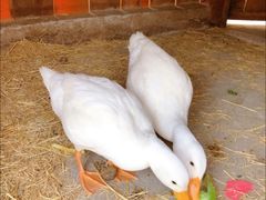 -前小桔亲子创意农场·草莓采摘·露营烧烤