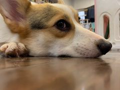 -柯斗斗主题餐厅·狗咖·围炉煮茶·茶饮(国瑞升平里店)