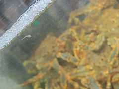 -蟹之国·精品蟹料理(极地店)
