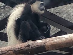 -灵玲国际马戏城