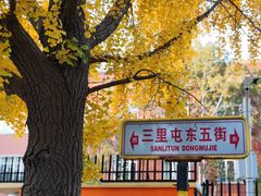 -三里屯东五街银杏大道