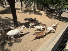 -石家庄市动物园