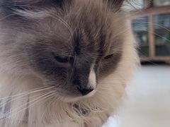 -共舞时光猫咖·狗咖(新街口店)