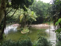 -新加坡飞禽公园