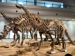 -自贡恐龙博物馆