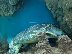 -上海海洋水族馆
