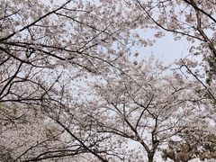 -红梅公园