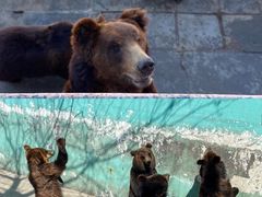 -西霞口神雕山野生动物世界