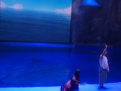 -芜湖新华联大白鲸海洋公园