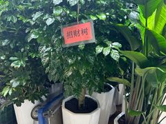 -长春青怡坊鲜花批发(青怡坊花鸟市场店)
