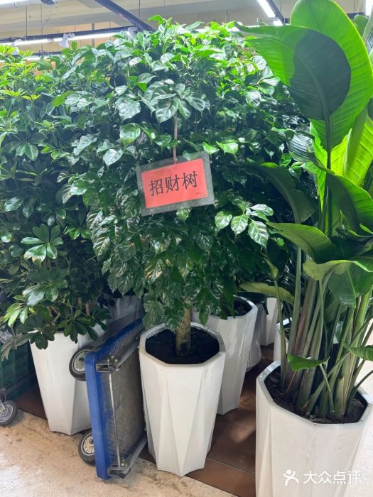 长春青怡坊鲜花批发(青怡坊花鸟市场店)图片