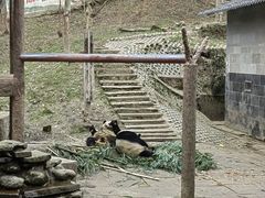 -中国大熊猫保护研究中心雅安碧峰峡基地