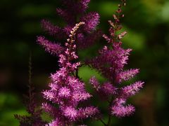 -上海滨江森林公园