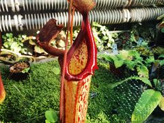 -国家植物园南园