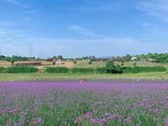 -紫颐香薰山谷景区