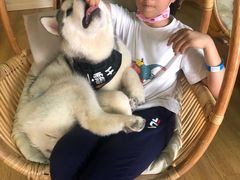 -Husky Go! 哈士奇体验馆·宠物咖啡厅狗咖