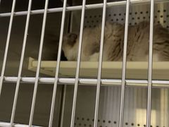 -艾贝尔宠物医院·24H转诊中心·肿瘤猫专科(江宁双龙店)